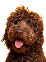 Antler Pumpkin Biscuits