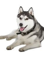 Extra Large Elk Chew