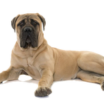 T-Rex Elk Antler Chew