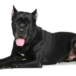 T-Rex Elk Antler Chew