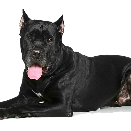 T-Rex Elk Antler Chew