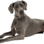 T-Rex Elk Antler Chew