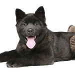 T-Rex Elk Antler Chew