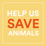 Envirokidz Panda Puffs Gluten Free (12x10.6 Oz)-3