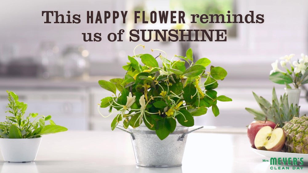 Mrs Meyers Liquid Dish Soap Honeyskl (6x16OZ )